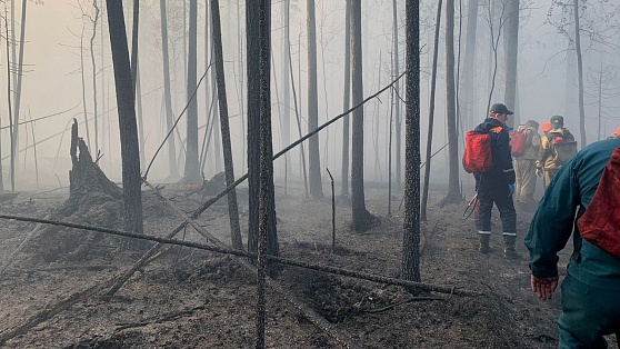 В Югре стали чаще возникать лесные пожары