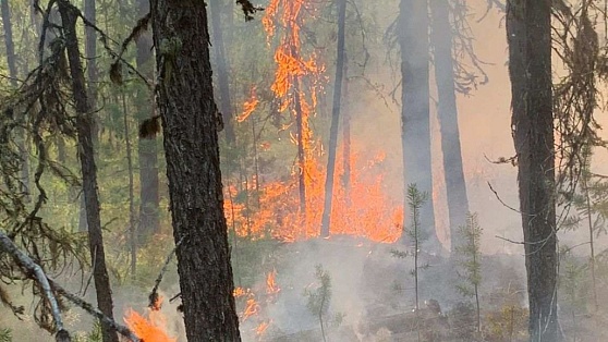 В Нягани из-за лесного пожара ввели режим ЧС