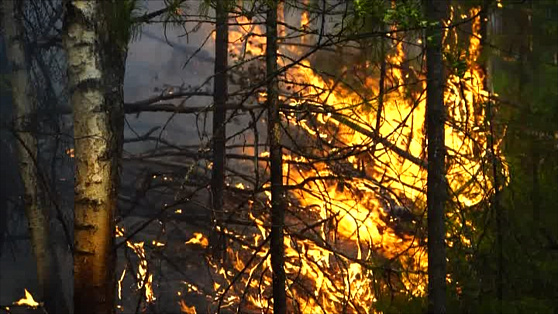 В Югре за пожарами следят 82 «Лесохранителя»