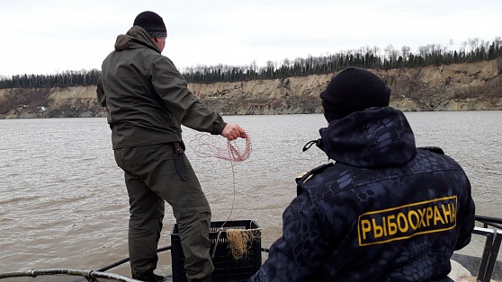 В Нижневартовском районе сотрудники рыбоохраны спасли 150 килограммов живой рыбы 