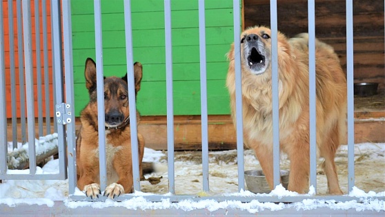 В Нефтеюганске неравнодушные жители помогают устроить приют для бездомных животных