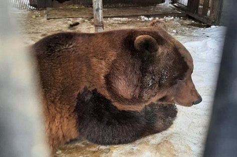 В Югре проснулся самый знаменитый медведь