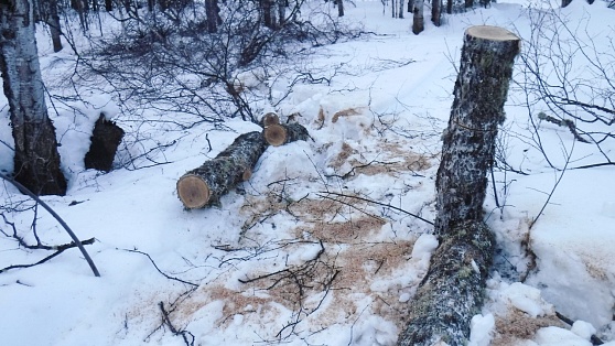 В Нижневартовском районе незаконно вырубали лес