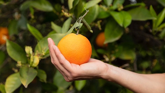 Житель Нижневартовского района сумел вырастить в северных условиях апельсины и миндаль