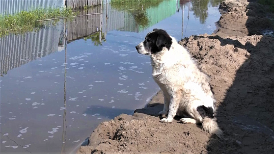 Сотрудники МЧС спасли собак в подтопленных СОТах Нижневартовска