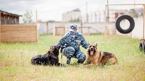Служебные собаки помогли югорским полицейским раскрыть больше сотни преступлений