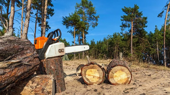 Нейросети позволили втрое сократить незаконные рубки леса в Югре