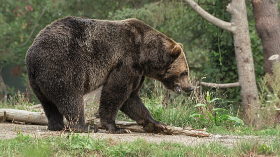 Медведь бродит по Лангепасу