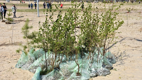 Экоактивисты Урая посадили 2 000 деревьев