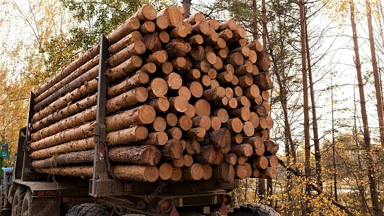 Основной объем экспорта дерева из Югры приходится на Узбекистан, Китай и Казахстан