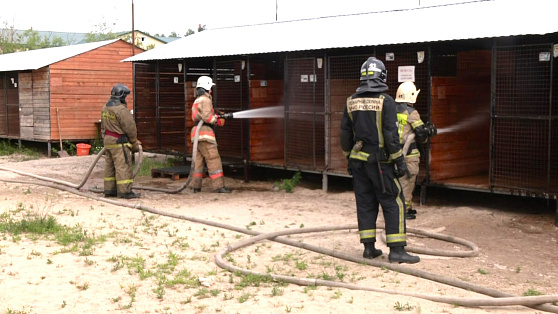 Сургутские пожарные помогли отмыть вольеры в приюте для животных