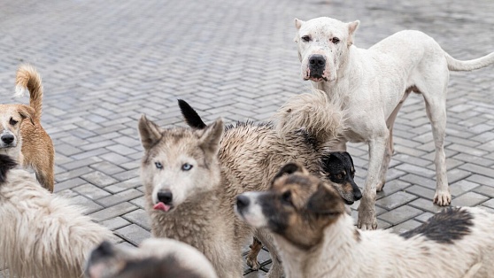 Правительство Югры утвердило решение в сфере обращения с животными