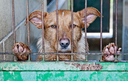 Благодаря правительству Югры в муниципалитетах построят пункты содержания безнадзорных животных