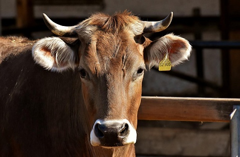 В Югре лейкоза крупного рогатого скота не обнаружено