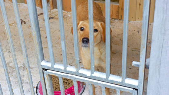 Приют для содержания бездомных животных «Собачье сердце» построили в селе Батово