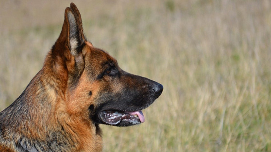 Вартовчане на помощь бойцам СВО отправили собаку